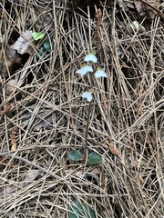 Odontochilus yakushimensis