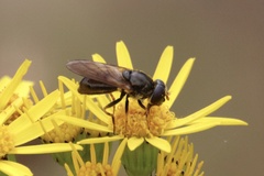 Cheilosia canicularis