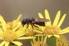 Cheilosia canicularis
