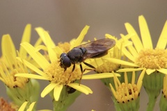 Cheilosia canicularis