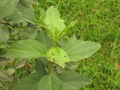 Ageratina tinifolia