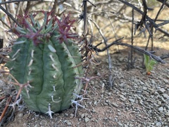 Euphorbia stellispina