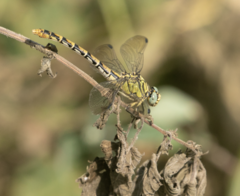 Onychogomphus forcipatus