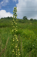 Aconitum barbatum