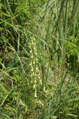 Aconitum barbatum