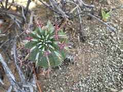 Euphorbia stellispina