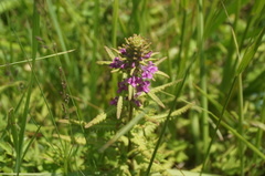 Pedicularis spicata