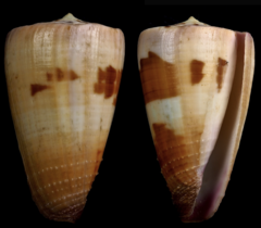 Conus circumactus