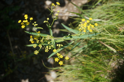 Bupleurum (Bupleurum chinense)