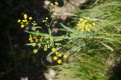 Bupleurum chinense
