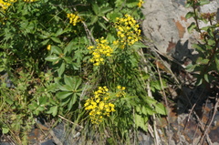 Bupleurum chinense
