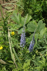 Veronica linariifolia