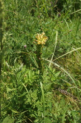 Pedicularis striata