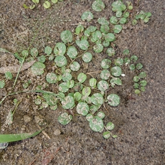 Evolvulus nummularius