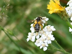 Andrena denticulata