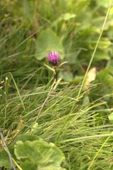 Cirsium simplex