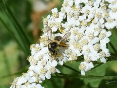 Andrena denticulata