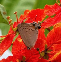 Tajuria cippus maxentius