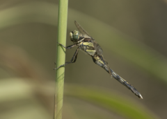 Orthetrum albistylum