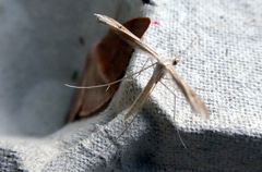 Hellinsia lienigianus