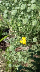 Aspalathus chenopoda