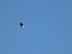 Himantopus mexicanus