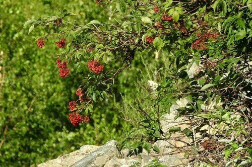 Image of Sambucus williamsii by (c) Анна Васильченко, some rights reserved (CC BY)