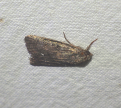 Bryophila raptricula