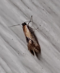 Batia lunaris