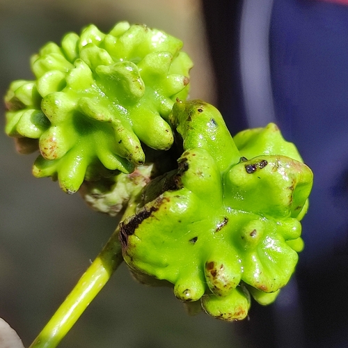 Knopper Gall Wasp, 3921 Elst, Nederland, photo 7 of 10