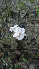 Hericium cirrhatum