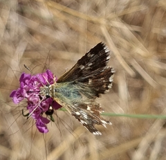 Muschampia alta