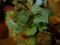 Udotea