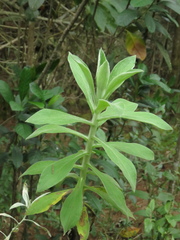 Pseudognaphalium elegans