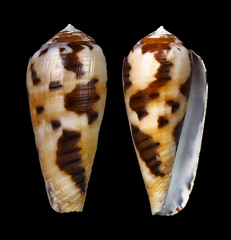Conus circumcisus
