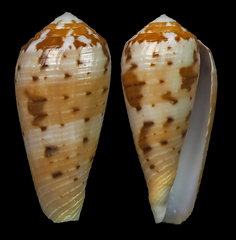 Conus circumcisus