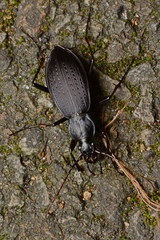 Carabus sauteri
