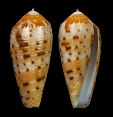Conus circumcisus