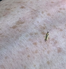 Campyloneura virgula