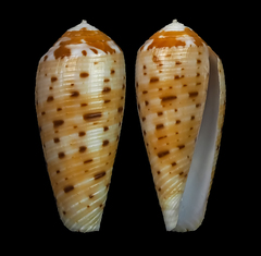 Conus circumcisus