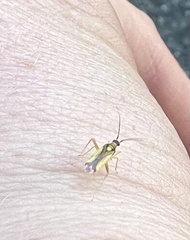 Campyloneura virgula