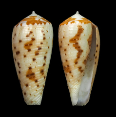 Conus circumcisus