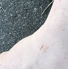 Campyloneura virgula