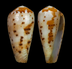 Conus circumcisus