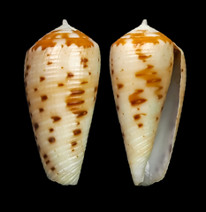 Conus circumcisus