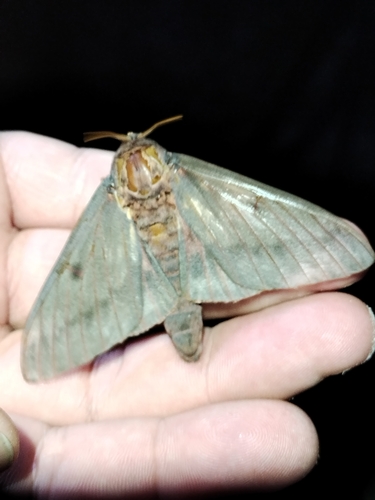 Pine-devil Moth photo 2