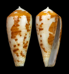 Conus circumcisus