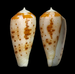 Conus circumcisus