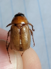Cyclocephala borealis