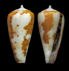 Conus circumcisus